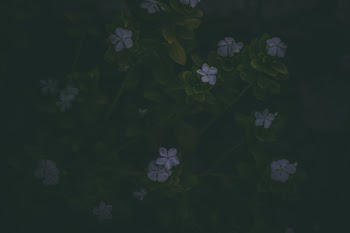 Small Purple Flowers With Green Stems