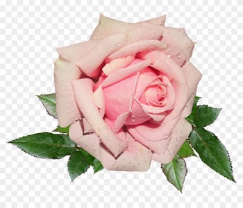 Small Rose Cliparts 15, - Pink Rose Transparent