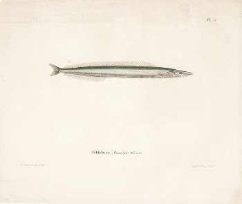 Small sandeel, 1836 - 1857, | Free Photo - rawpixel