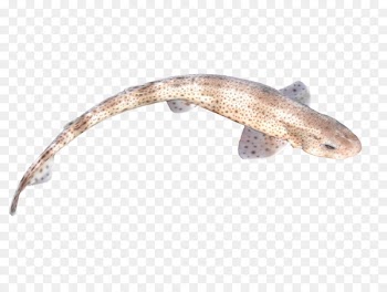 Small-spotted catshark Fish Buridda Seafood - Fish Image Png 