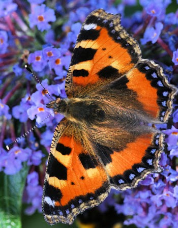 Small Tortoiseshell 0009.JPG