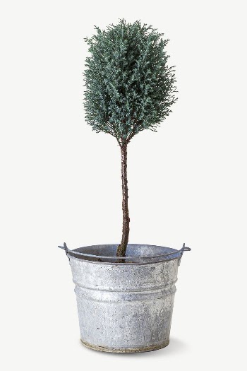 Small tree plant collage element | Free PSD - rawpixel