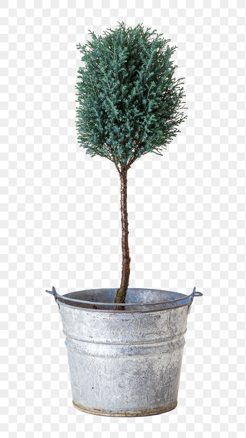 Small tree plant png sticker, | Free PNG - rawpixel