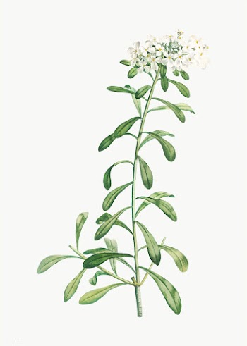 Small white flowers | Free stock vector - 573935