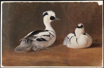Smews, 1867, by Ferdinand von | Free Photo - rawpixel