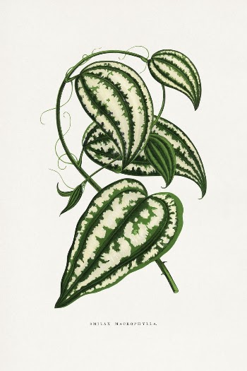 Smilax Macrophylla leaf illustration from Les | Free Photo Illustration - rawpixel