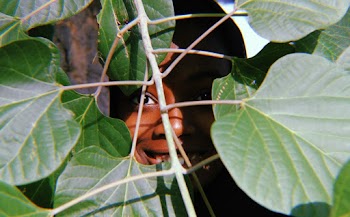 Smiling Person Hiding on Green Plant