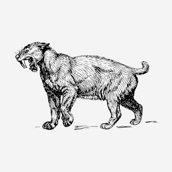 Smilodon tiger drawing, vintage wildlife | Free Photo - rawpixel