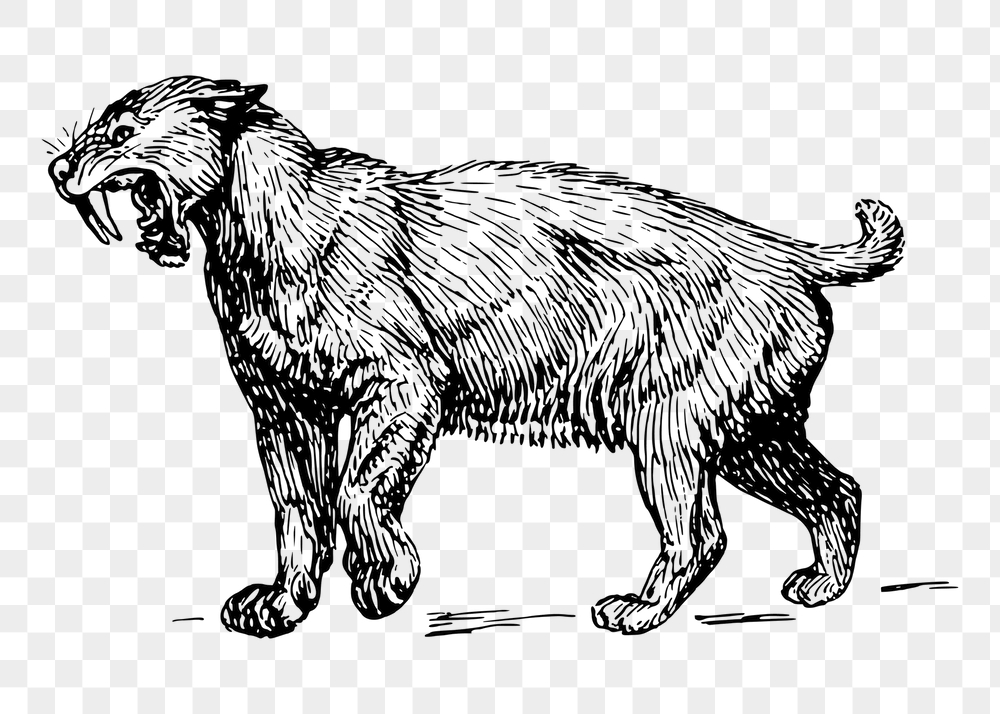 Smilodon tiger png sticker, vintage | Free PNG - rawpixel