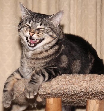 smirking tabby cat.jpg