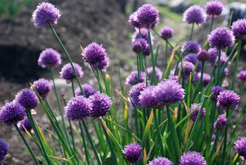 SmlPurpleFlowers051407__2_.jpg