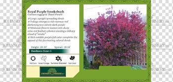 Smoke tree Garden Flower Black-eyed Susan, tree transparent background PNG clipart