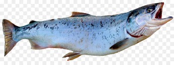 Smoked salmon Fish Atlantic salmon Coho salmon - SALMON 