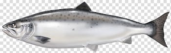 Smoked salmon Fish oil Atlantic salmon, fish transparent background PNG clipart