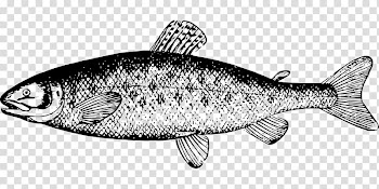 Smoked salmon Oily fish Food, fish transparent background PNG clipart