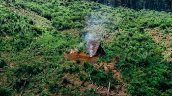 Smokes Near Nipa Hut at the Forest