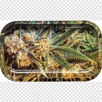 Smoking OCB Tray Metal Paradis Artificiels Festival, sativa transparent background PNG clipart