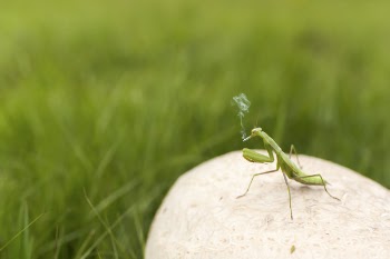 Smoking Praying Mantis Free Photo 