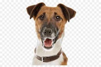 Smooth Fox Terrier, Wire Hair Fox Terrier, Terrier, Dog, Dog Breed PNG