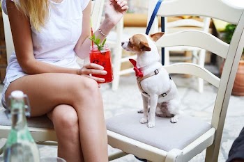 smooth white and tan Chihuahua puppy sitting on white wooden ladder chair beside woman holding fruit shake drink close-up photo