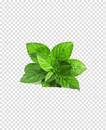 Smoothie Chutney Mentha arvensis Peppermint Mentha spicata, Leaves of Grass,Flowers,decoration,green transparent background PNG clipart
