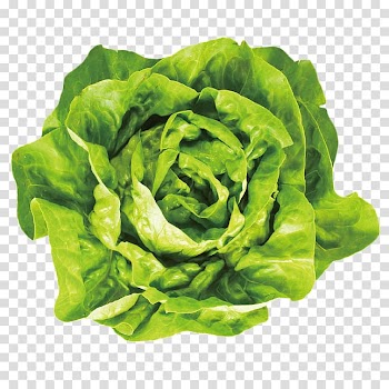 Smoothie Iceberg lettuce Butterhead lettuce Romaine lettuce Leaf vegetable, lettuce transparent background PNG clipart