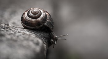 Snail