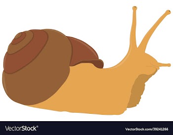 snail