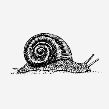 Snail, animal illustration. Free public | Free Photo Illustration - rawpixel