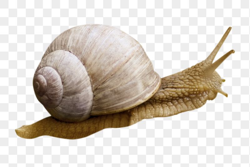 Snail, animal png sticker, animal, | Free PNG - rawpixel
