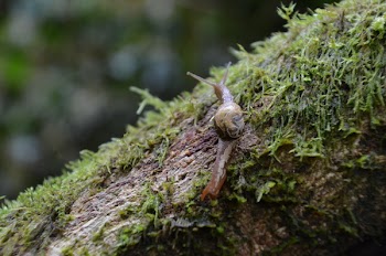 Snail Beside Green Grass