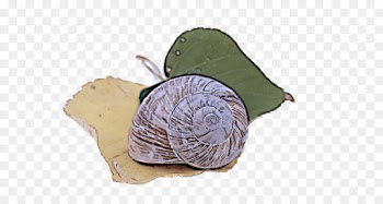 snail cabbage snails and slugs sea snail leaf