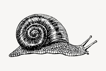 Snail clipart, vintage animal illustration | Free Vector - rawpixel