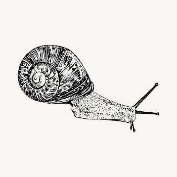 Snail clipart, vintage hand drawn | Free Vector - rawpixel