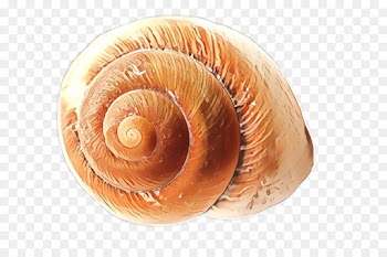 Snail, Cockle, Schnecken, Shell, Sea Snail PNG