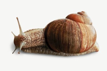Snail collage element, animal isolated | Free PSD - rawpixel