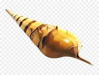 Snail, Conch, Seashell, Sea Snail PNG