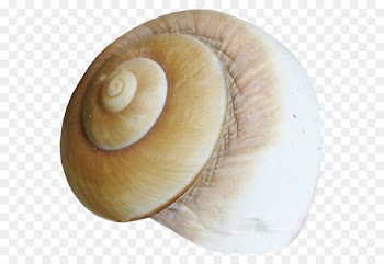 Snail, Conchology, Seashell, Shell, Sea Snail PNG