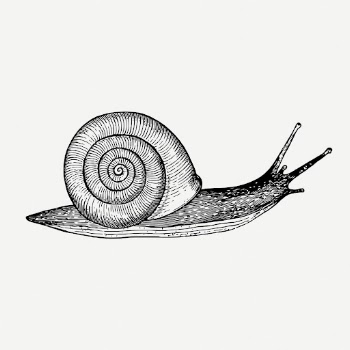 Snail drawing, animal vintage illustration | Free PSD - rawpixel