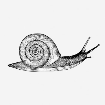 Snail drawing, vintage animal illustration. | Free Photo - rawpixel