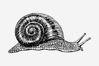Snail drawing, vintage animal illustration. | Free Photo - rawpixel