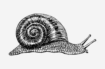 Snail drawing, vintage animal illustration | Free PSD - rawpixel