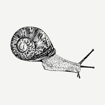 Snail drawing, vintage illustration psd. | Free PSD - rawpixel