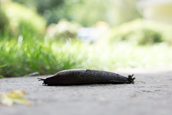 Snail | Free Photo - rawpixel
