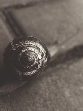Snail Grayscale Photo
