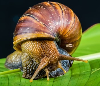 Snail on Leaf