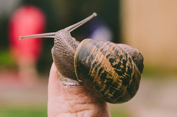Snail on Person's Toe