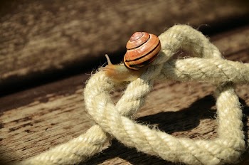 Snail on White Square Knot Rope