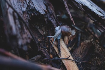 Snail on wood
