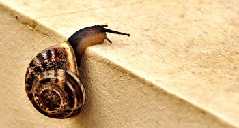 snail_p.jpg